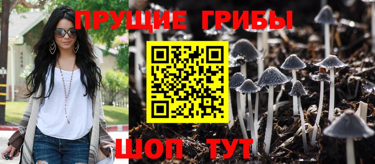 Галлюциногенные грибы Psilocybe Обь
